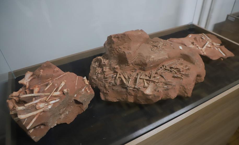 Notícia - Vale dos Dinossauros: Cruzeiro do Oeste recebe título que reforça turismo científico