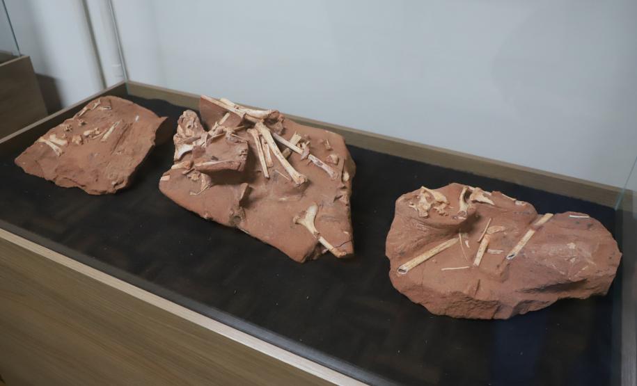 Notícia - Vale dos Dinossauros: Cruzeiro do Oeste recebe título que reforça turismo científico