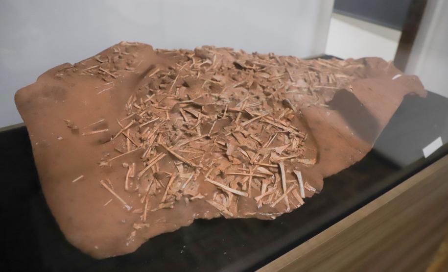 Notícia - Vale dos Dinossauros: Cruzeiro do Oeste recebe título que reforça turismo científico