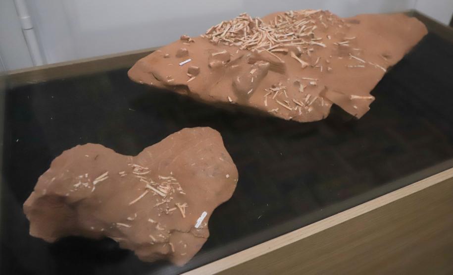 Notícia - Vale dos Dinossauros: Cruzeiro do Oeste recebe título que reforça turismo científico