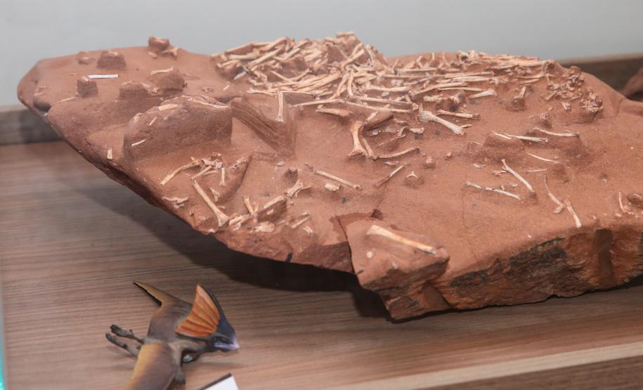 Notícia - Vale dos Dinossauros: Cruzeiro do Oeste recebe título que reforça turismo científico