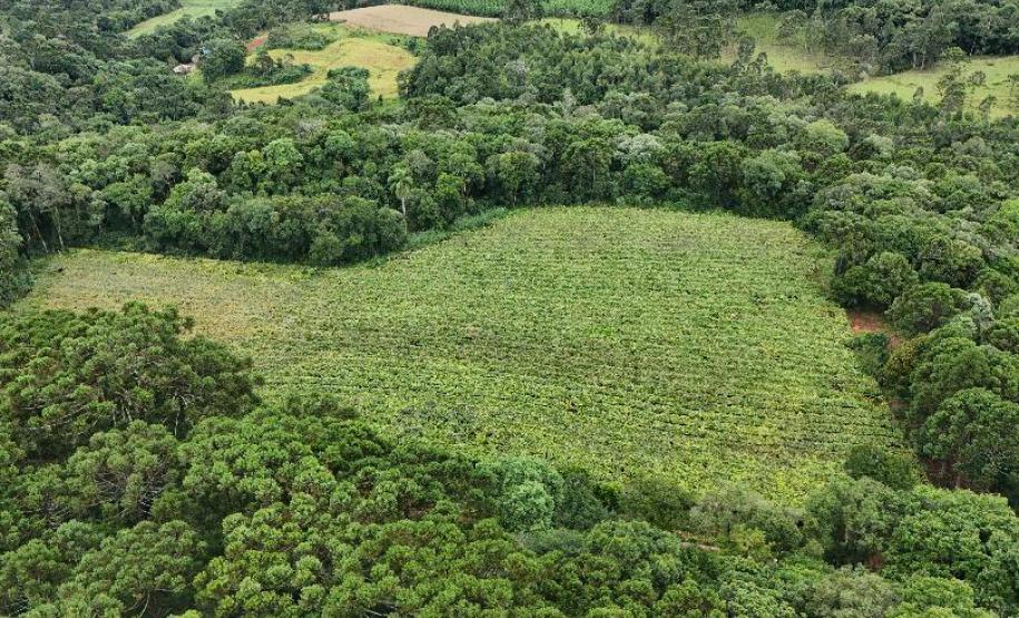 Capital do Vinho do Paraná, Bituruna é destaque em roteiro nacional de enoturismo