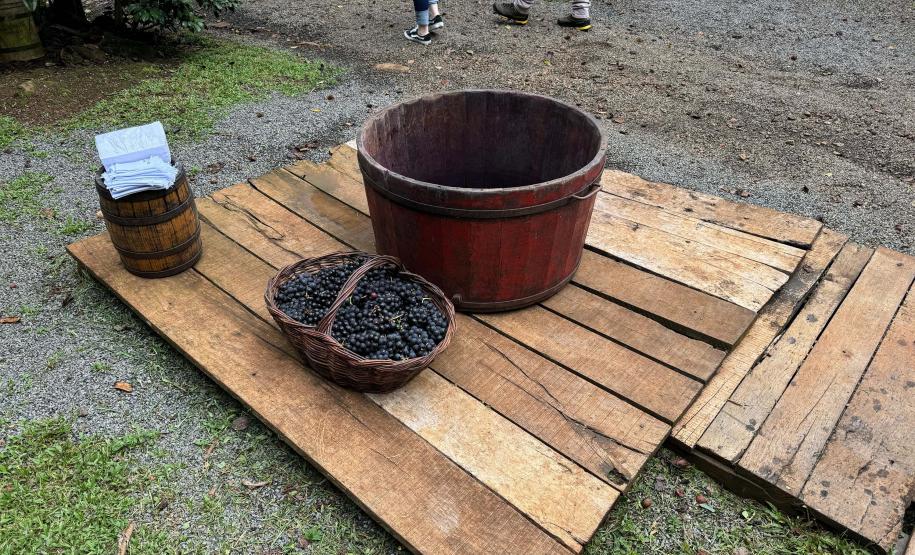 Capital do Vinho do Paraná, Bituruna é destaque em roteiro nacional de enoturismo