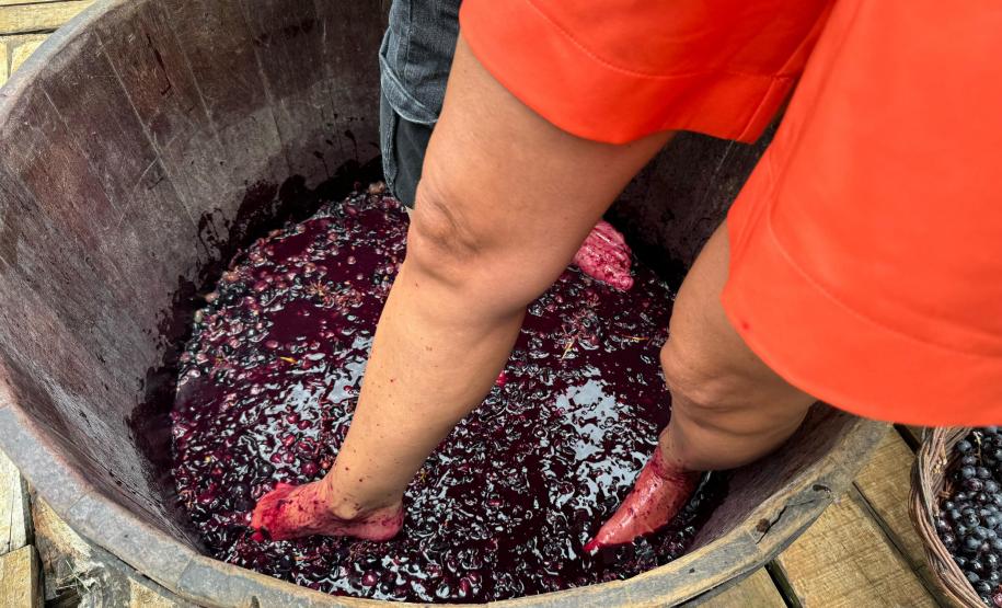 Capital do Vinho do Paraná, Bituruna é destaque em roteiro nacional de enoturismo