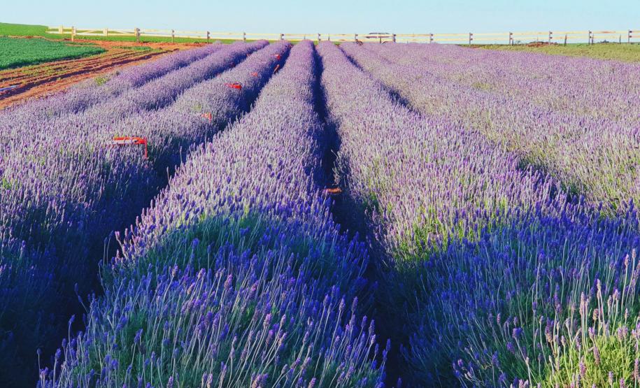 Rota das Lavandas Paraná