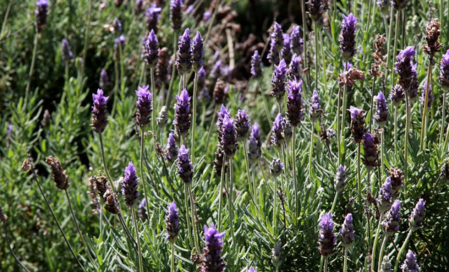 Rota das Lavandas Paraná