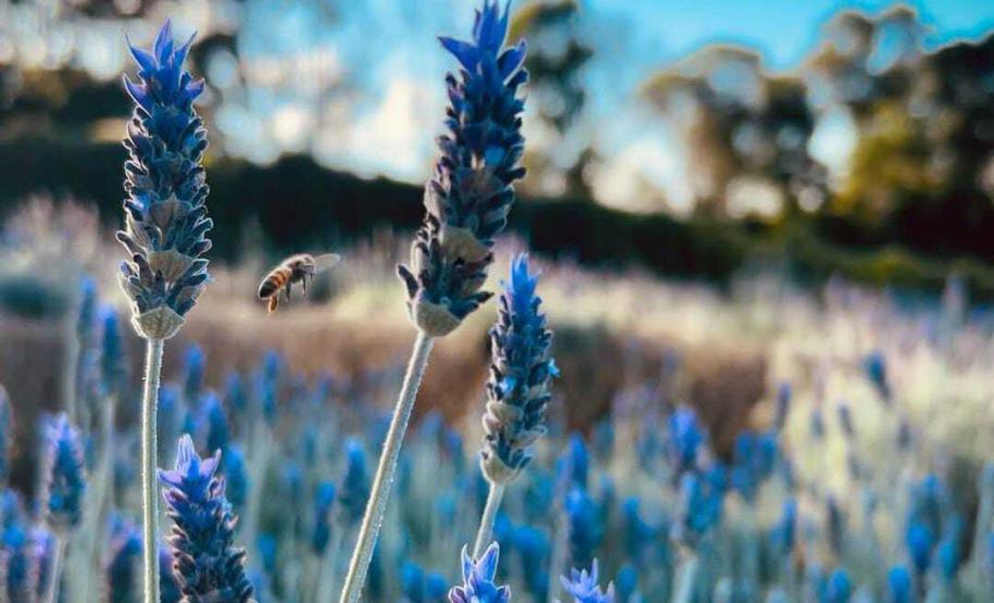 Rota das Lavandas Paraná