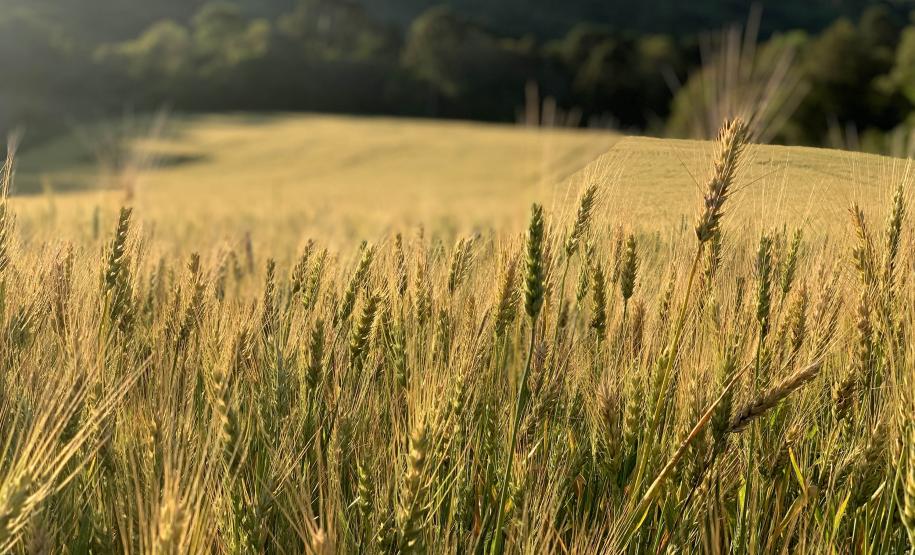 Divulgação Bierweg