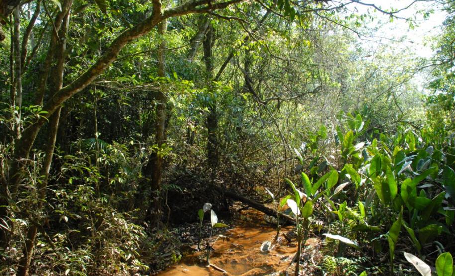 Divulgação Parque Nacional do Iguaçu