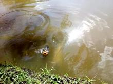 Peixes no Jardim Botânico de Curitiba